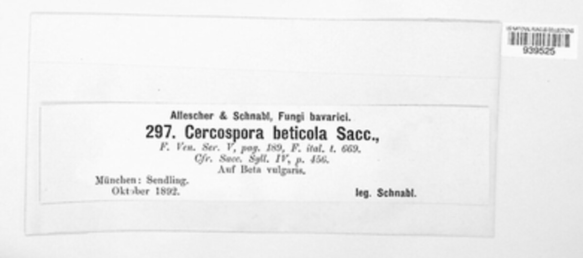 Cercospora beticola image